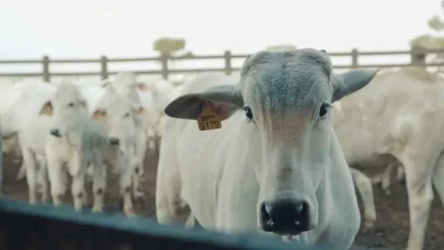 Ano foi marcado por volume e receita recorde nas exportações de carne bovina