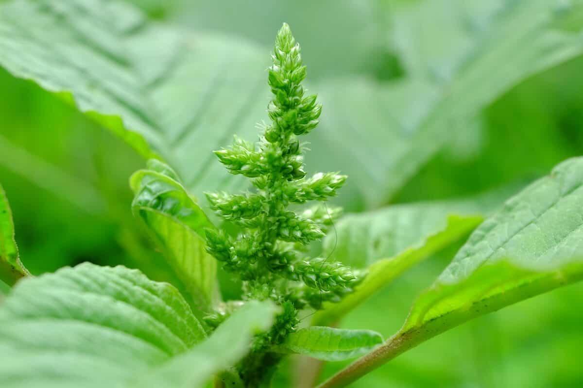 Aprosoja/MS e Sistema Famasul alertam agricultores sobre Caruru palmeri