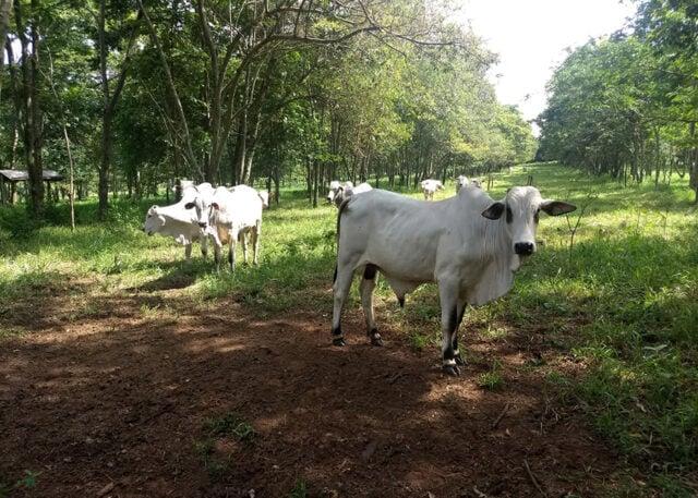Boas vendas de carne bovina aquecem o mercado brasileiro do boi gordo