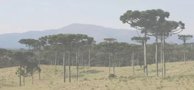 Bolsonaro edita medida provisória que reduz prazo para adesão ao Programa de Regularização Ambiental