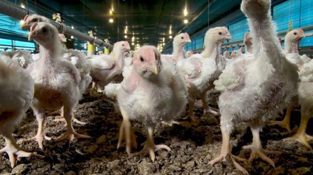 Brasil deve passar China e se tornar o segundo maior produtor de carne de frango