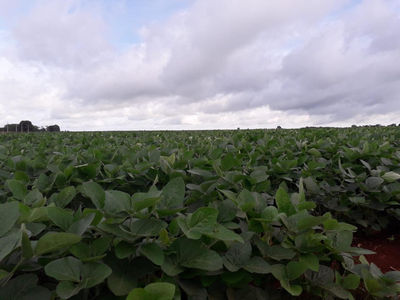 Campo Grande aumenta área plantada de soja em 11,75%