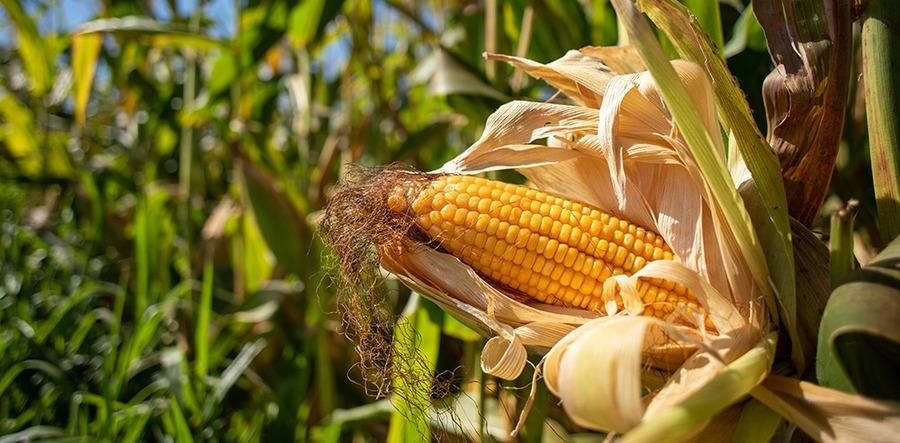 Estabilidade marca começo da 2ªfeira para cotações futuras do milho nas Bolsas