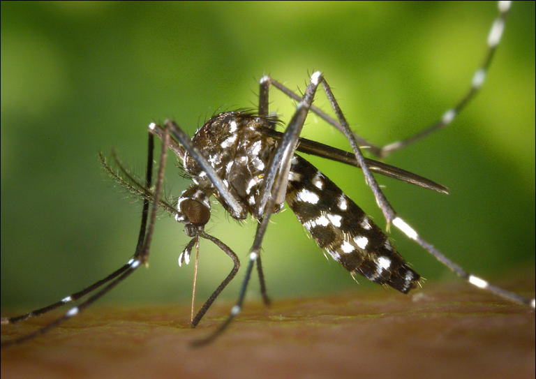 Europa aprova nova vacina contra dengue