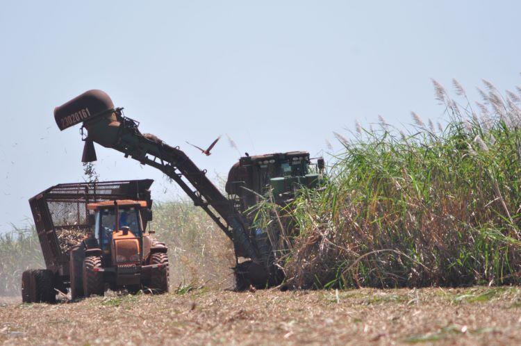 Mato Grosso do Sul: Setor sucroenergético exportou US$ 312 milhões entre janeiro e outubro de 2022