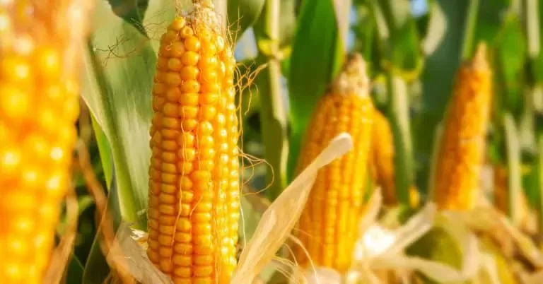 Milho abre a segunda-feira se movendo em campo misto na B3