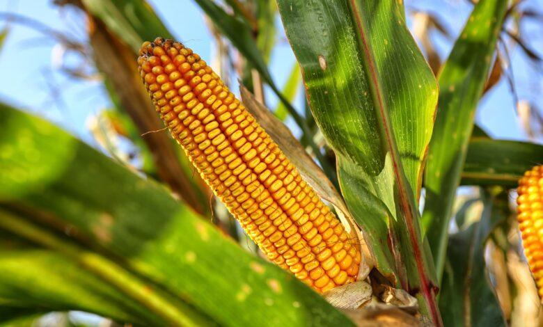 Milho fecha 4ªfeira levemente mais alto na B3 e mantendo patamares dos portos