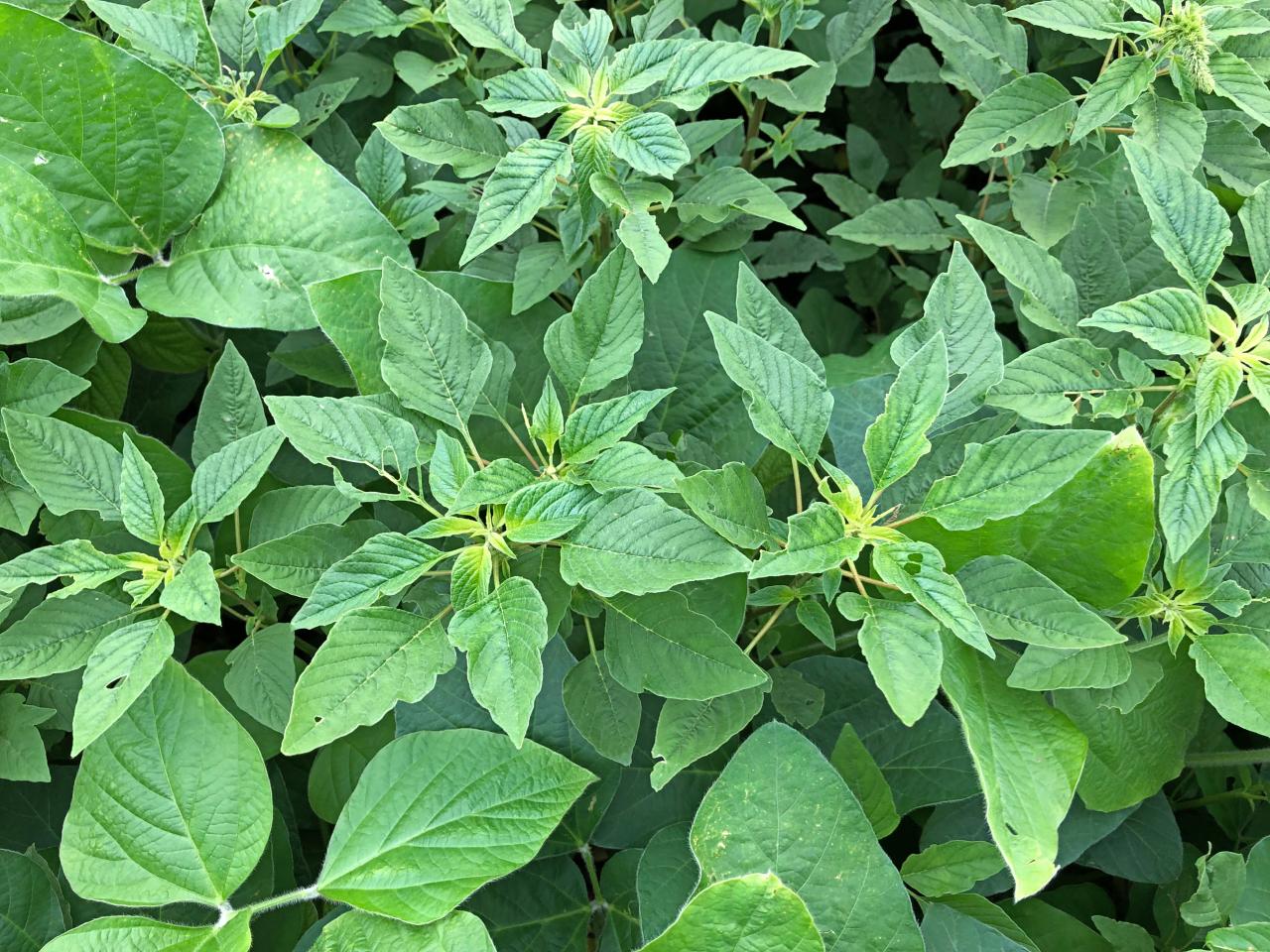 NOTA TÉCNICA APROSOJA/MS 001/2022 - Amaranthus palmeri