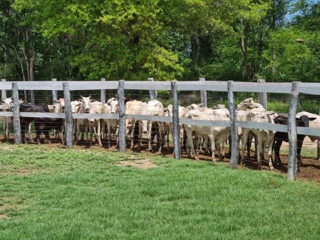 Operação recupera 230 cabeças de gado avaliadas em R$ 1 milhão