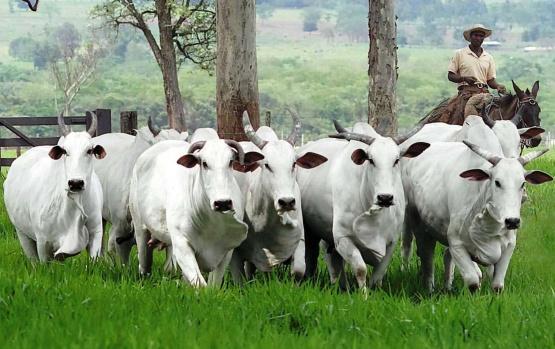 Pecuarista gaúcho amarga baixa de preços ao longo do ano de 2022