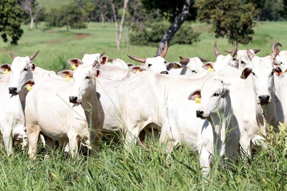 Preços do boi gordo permanecem estáveis nas principais praças brasileiras