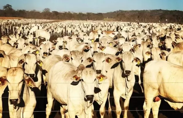 Semana fecha com estabilidade nos preços da arroba, com foco no resultado das vendas internas de carne bovina