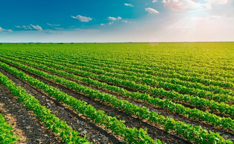Semeadura de soja é concluída em Mato Grosso do Sul