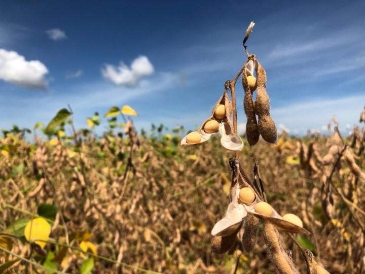 Soja abre a semana com altas em Chicago nesta 2ª e mantém foco sobre clima preocupando na AMS