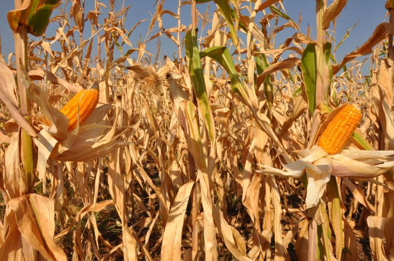Após sequência de reveses, milho fecha a 2ªfeira com altas na B3