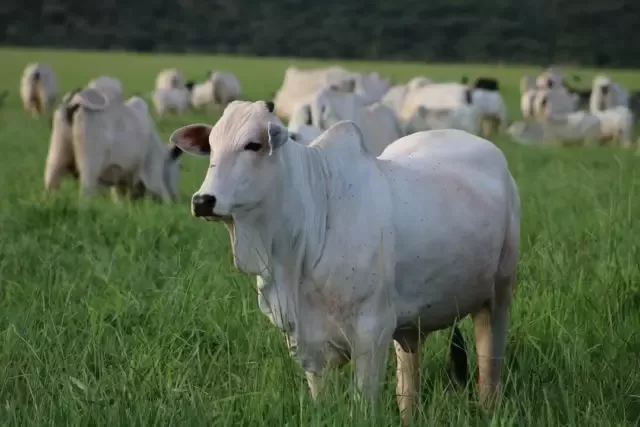 Boi/Cepea: Custo de produção pode seguir elevado em 2023