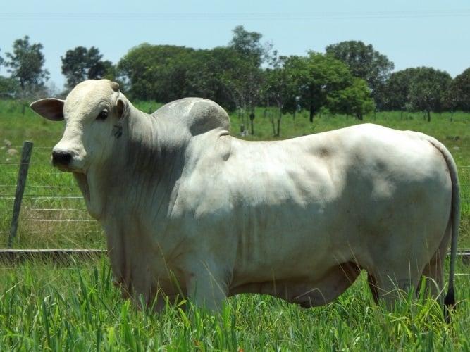 Boi gordo: continua a disputa pelo melhor negócio entre frigoríficos e pecuaristas