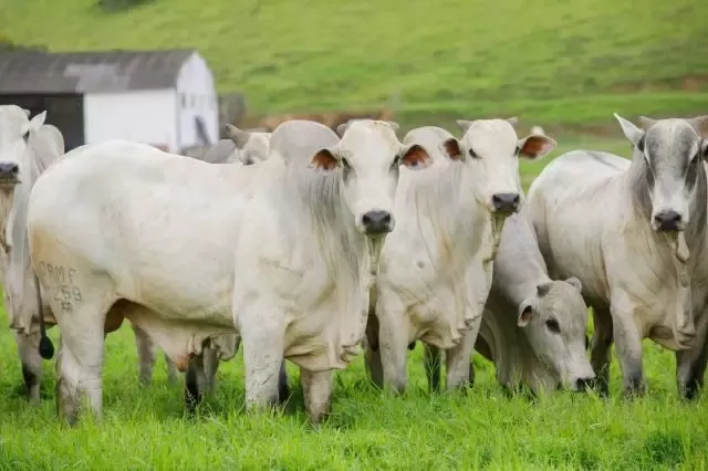 Boi gordo: mais uma rodada de baixas nos preços da arroba em importantes praças pecuárias
