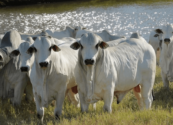 Boi gordo: meio de semana marcado pela grande queda de braços entre pecuaristas e frigoríficos