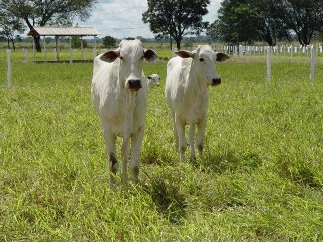 Boi gordo: negócios continuam em ritmo devagar, com arroba estável na maior parte das praças brasileiras