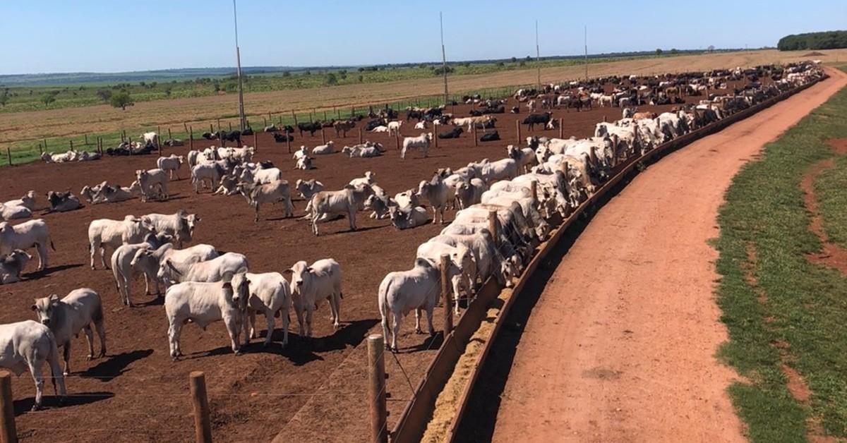 Boi gordo: preços da arroba seguem estáveis na maioria absoluta das praças pecuárias