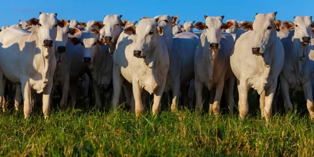 Boi gordo: pressão de baixa perdura, mas com menos força que a observada nos últimos dias