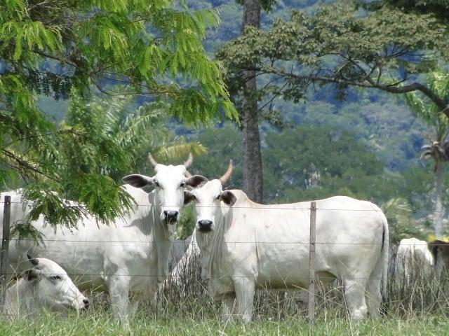 Boi gordo: semana termina com tentativas de empregar baixas pelos poucos frigoríficos que atuaram neste início de 2023