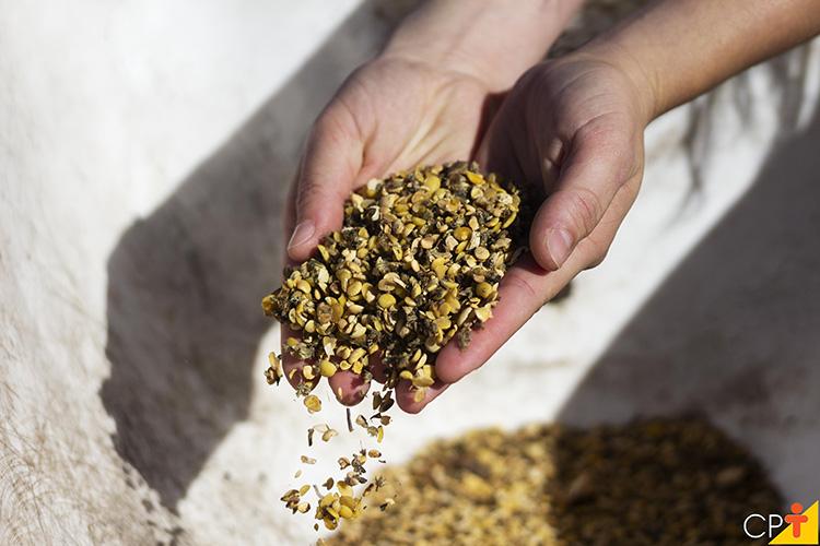 Brasil é o 2º maior produtor de ração animal, diz Alltech; veja destaques do AgroRound.