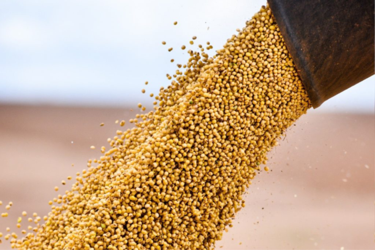 Brasil pode dobrar exportação de milho em janeiro e soja deve recuar.