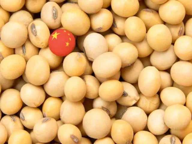 China pode reduzir farelo de soja na ração animal a partir de 2025