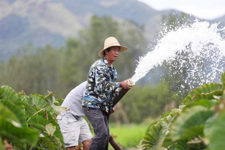 China tem meta de aumentar área plantada com oleaginosas em 667.000 ha.