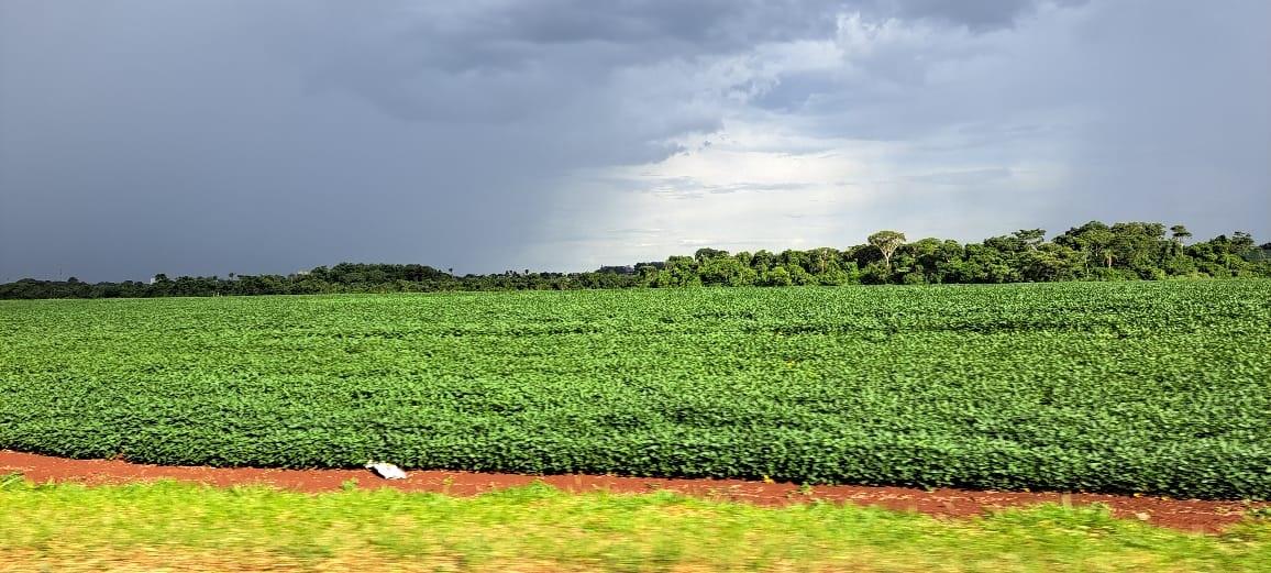 Clima favorável e expansão de áreas devem garantir safra de soja recorde em MS