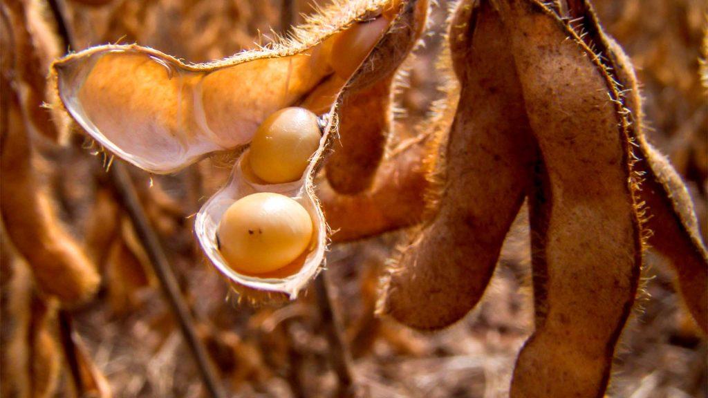 Clima no Sul afeta safra nacional de soja, aponta consultoria