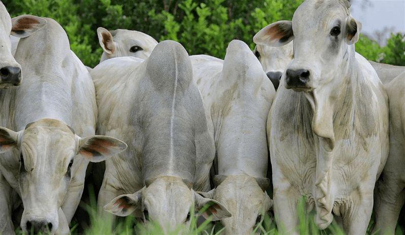 Cotações da arroba fecharam a semana com estabilidade, refletindo o baixo interesse por parte dos compradores