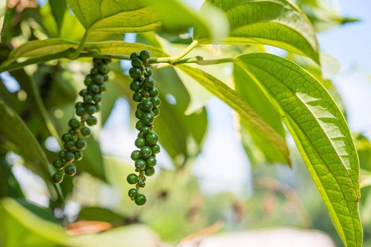 Curso gratuito do Senar/MS ensina sobre uso e cultivo da pimenta do reino