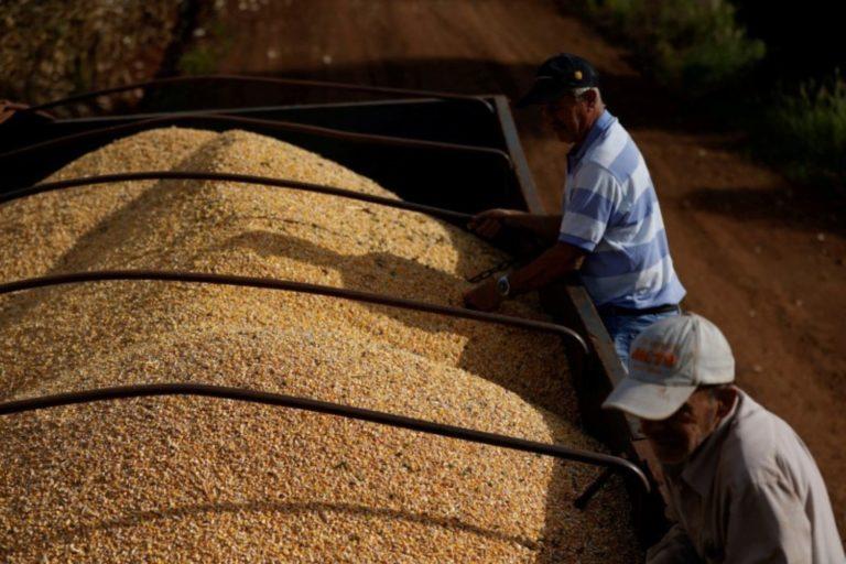 Exportação de milho do Brasil até a 2ª semana de janeiro já supera o mês em 2022.