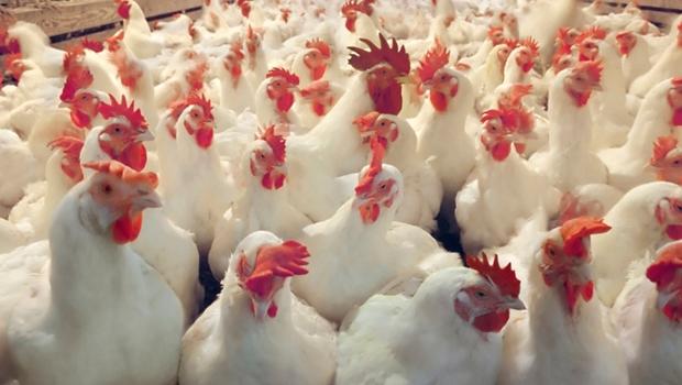 Frango/Cepea: Queda no preço do frango e alta nos dos insumos pressionam poder de compra do avicultor
