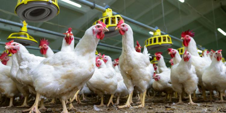 Frango/Cepea: Setor avícola nacional espera crescimento em 2023