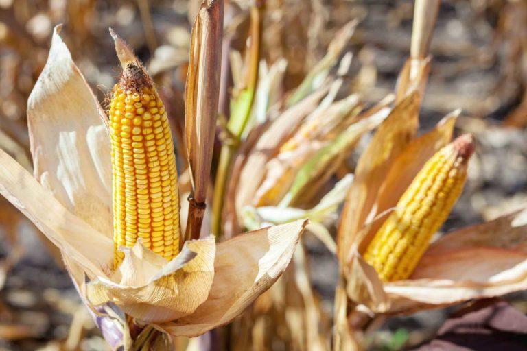 Futuros do milho começam a terça-feira no campo misto da B3
