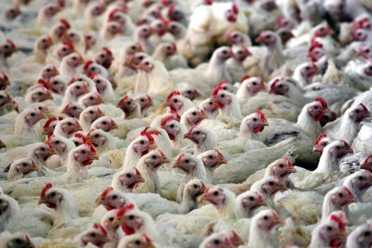 Gripe aviária deve impulsionar demanda por frango do Brasil em 2023.