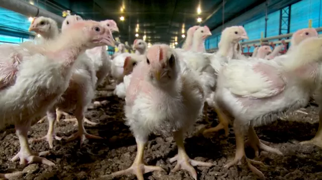 Gripe aviária na América do Sul: Brasil reforça barreiras sanitárias