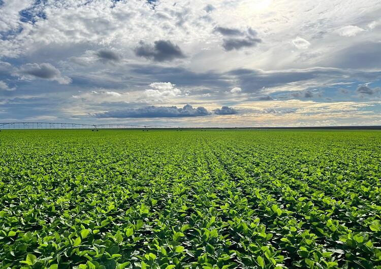 Impacto do La Niña no desenvolvimento da safra de soja