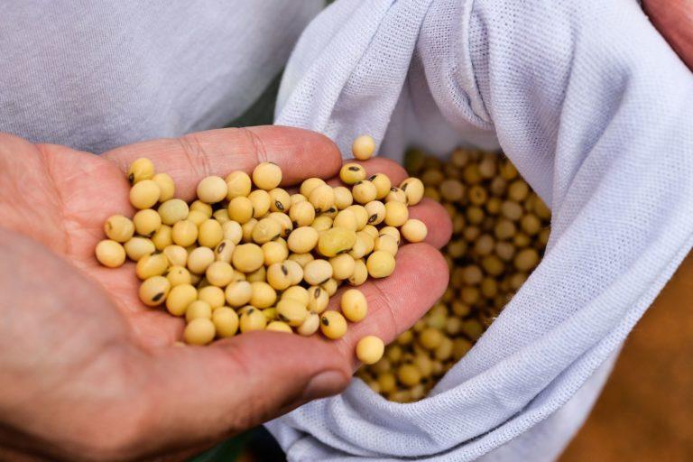 Início de colheita de soja do Brasil indica atraso ante 2022.