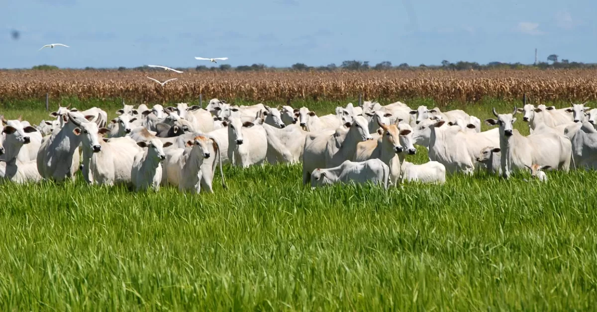 Mercado brasileiro do boi gordo abre a semana com pressão de baixa