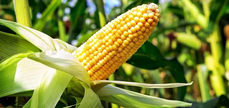 Milho acompanha o trigo e abre 5ªfeira com alta em Chicago