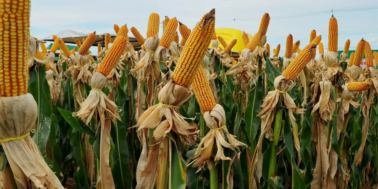 Milho: Chicago segue trigo e cereal brasileiro mais competitivo com recuos nesta 3ªfeira