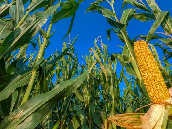 Milho responde ao USDA e salta mais de 2% em Chicago nesta 5ªfeira