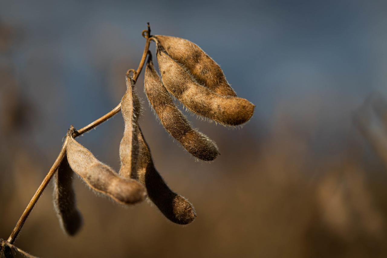 MS tem redução de 20% no preço médio de fertilizantes, em comparação a dezembro de 2021