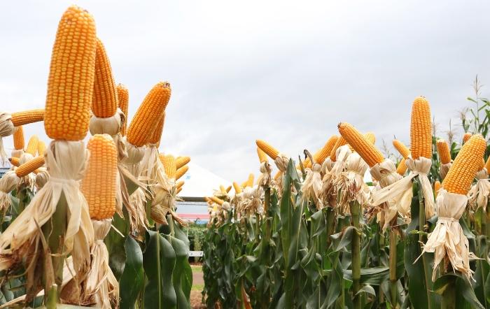 Perspectivas econômicas impulsionam altas do milho em Chicago nesta 3ªfeira