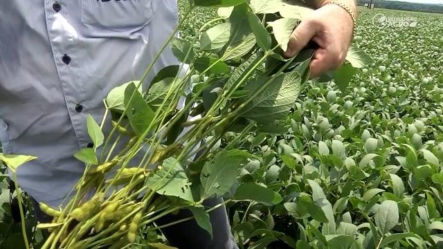 Produtores de soja temem perdas produtivas por quebramento de hastes